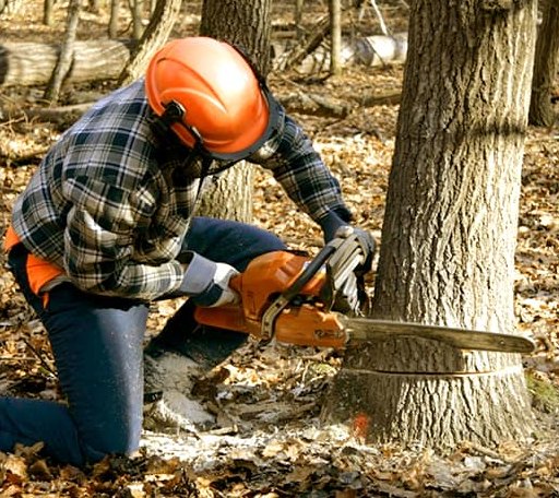 Tree Removal in Hallettsville, TX